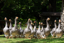 Foie Gras Geese At The Goose Farm