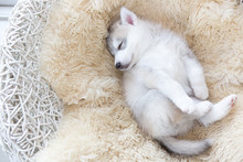 Cute Siberian Husky Puppy Sleeping