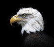 Head and shoulder of bald eagle, haliaeetus leucocephalus, isolated on black background. Side face portrait of an American eagle, US national character, very beautiful bird with proud expression.