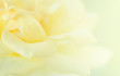  Yellow Roses blur background.