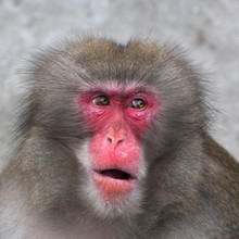 Side Look Of A Japanese Macaque Male. Expressive Red Face Of The Monkey Family Chief. Human Like Grimace Of The Excellent Animal. Inimitable Beauty Of The Wildlife.