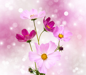 Sticker - Cosmos flowers