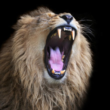 Huge Fangs Of An Asian Lion, Isolated On Black Background. The King Of Beasts, Biggest Cat Of The World. The Most Dangerous And Mighty Predator Of The World With Open Chaps. Square Image.