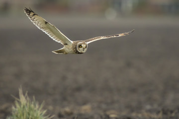  Short-eared Owl Asio flammeus flying