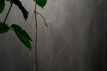 Jungle Rain 4