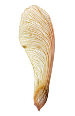 macro detail of veiny wing-like structure of a maple seed isolated over white