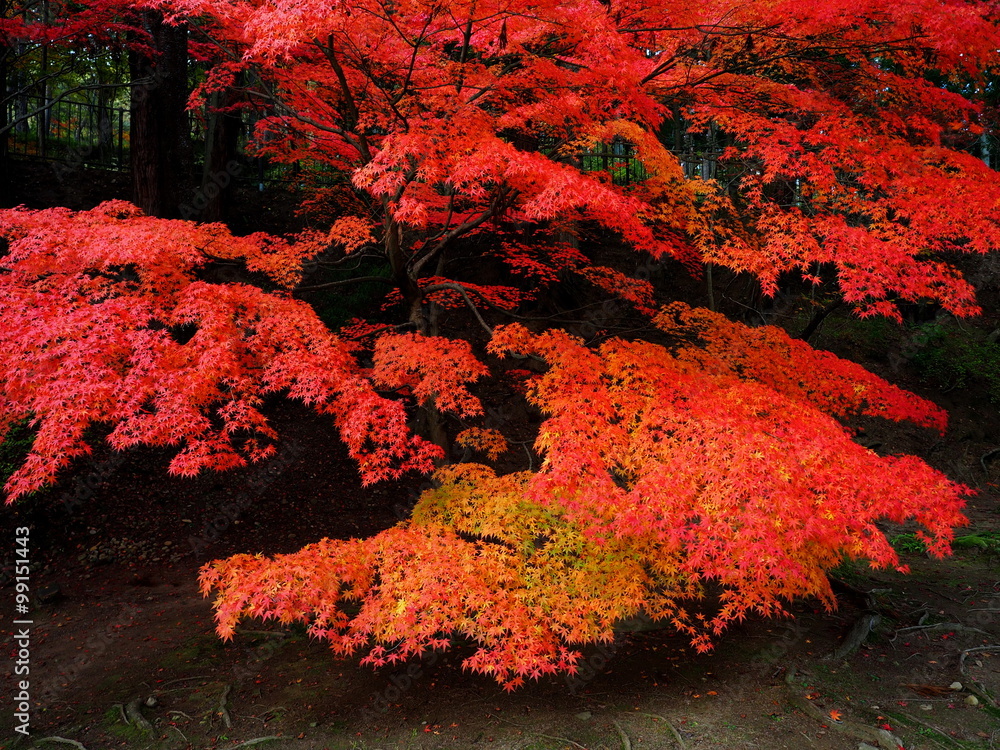 Tuinposter 世界遺産 平泉 毛越寺 紅葉 Foto4art