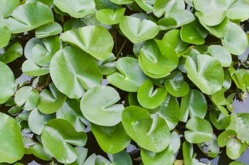 lotus leaves