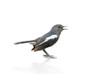 Black and white bird, Magpie Robin isolated on white background.
