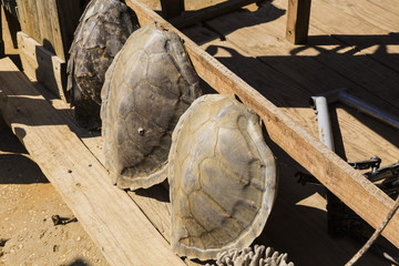illegal tortoise shell market