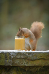 Wall Mural - red squirrel