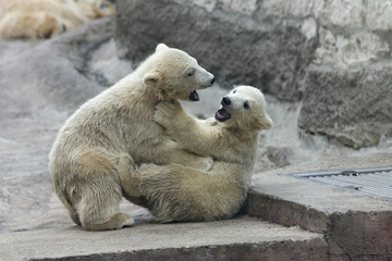 Combat of polar bear cubs