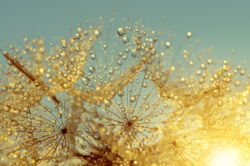 Wall Mural - Dewy dandelion flower at sunrise close up. Natural backgrounds.