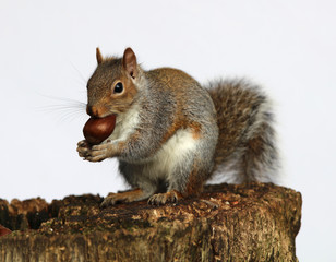 Wall Mural - Portrait of a Grey Squirrel enjoying a chestnut while sitting on a tree trunk