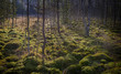 peat bog in the national park Sumava Europe