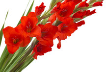 Red Gladiolus Flowers On White Background