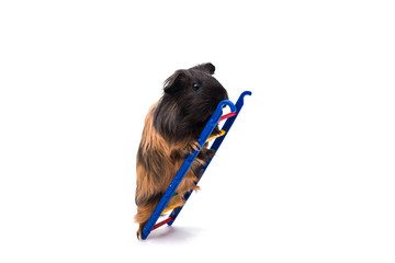 Poster - guinea pig