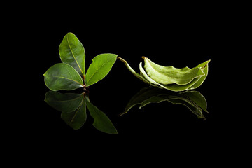 Wall Mural - Bay leaves isolated on black.