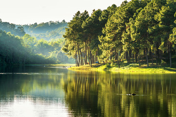 Wall Mural - pang ung , reflection of pine tree in a lake