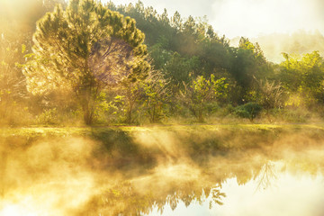 Wall Mural - sunrise with mist over a lake and pine tree