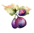 Stylized watercolor Figs illustration