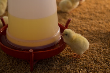 One day old chicken