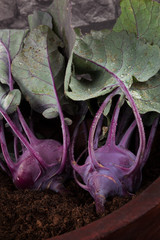 Canvas Print - Purple kohlrabi.