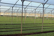 Greenhouses for agriculture