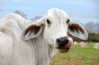 Headshot of a white cow of American Brahman breed with tongue