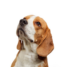 Portrait Of Young Beagle Dog