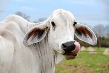 Headshot Of A White Cow Of American Brahman Breed With Tongue