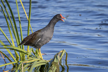 Common Gallinule Perched In Vegetation At The Edge Of A Florida