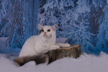 Cat Walks In The Woods Frosty Winter's Night