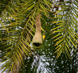 Wall Mural - Baya Weavers nest colonies are usually found on thorny trees or palm fronds and the nests are often built near water or hanging over water where predators cannot easily reach their nests.