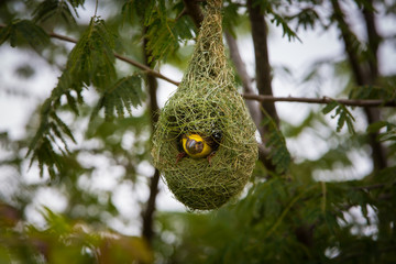 Wall Mural - Baya Weavers nest colonies are usually found on thorny trees or palm fronds and the nests are often built near water or hanging over water where predators cannot easily reach their nests.