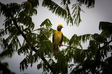 Wall Mural - Baya Weavers nest colonies are usually found on thorny trees or palm fronds and the nests are often built near water or hanging over water where predators cannot easily reach their nests.