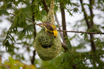 Wall Mural - Baya Weavers nest colonies are usually found on thorny trees or palm fronds and the nests are often built near water or hanging over water where predators cannot easily reach their nests.