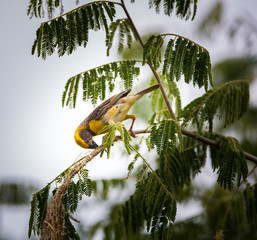 Wall Mural - Baya Weavers nest colonies are usually found on thorny trees or palm fronds and the nests are often built near water or hanging over water where predators cannot easily reach their nests.