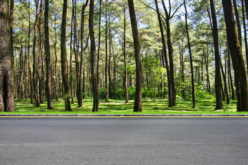 Roadside and forest