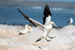 cape Gannet flying