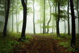 Fototapeta Tęcza - Trail in the forest during a misty day