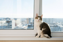 Young Cat Sitting On  Window Sill