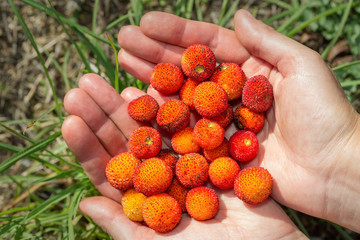 The girl holds in hands ripe berries arbutus. Close-up.