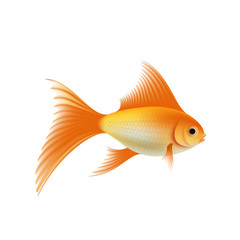 Gold aquarium fish