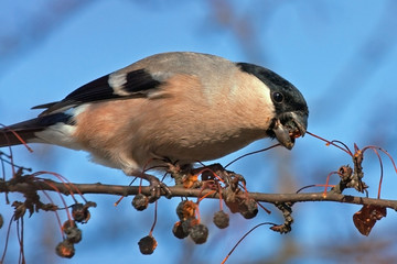 Eurasian Bullfinch (Pyrrhula pyrrhula, female) - one of the favorite birds of the Russian people