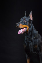 Black Dog Face