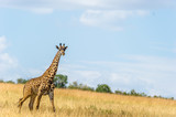 Fototapeta Sawanna - Aufmerksame Giraffe