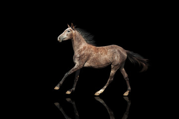 Wall Mural - A beautiful gray horse galloping unusual suit. Isolated on a black background.