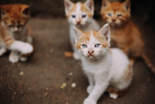 Four Cute Small Stray White And Ginger Kittens
