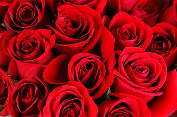 Fotomurales - red rose background
